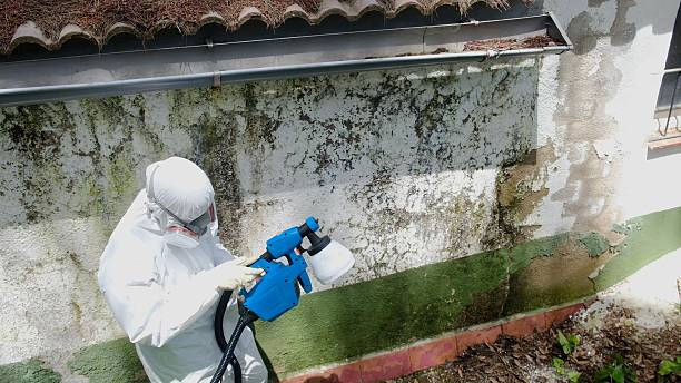 Top rated local Mold Remediation specialists in Perry Hall, MD